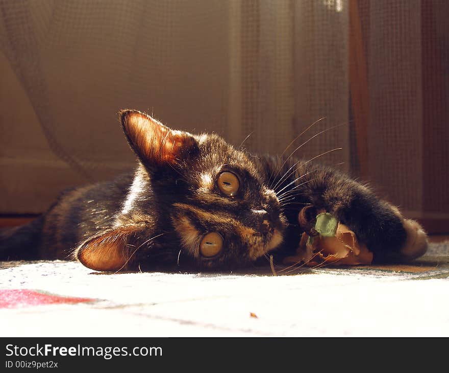 Cat playing on the floor