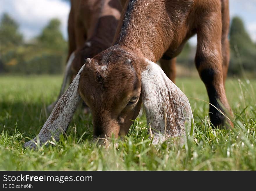 A young nubian goat grazing