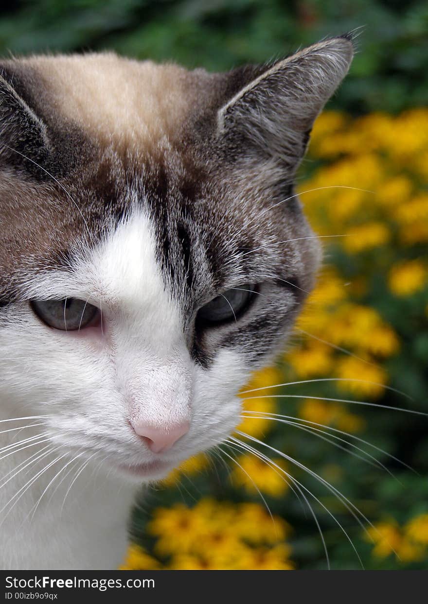 Tabby cat with blue eyes in a summer garden. Tabby cat with blue eyes in a summer garden