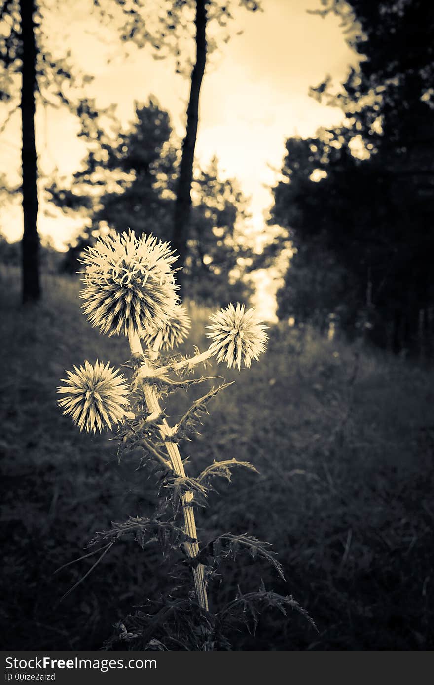 Special tone image. Amazing plant against the forest background. Special tone image. Amazing plant against the forest background