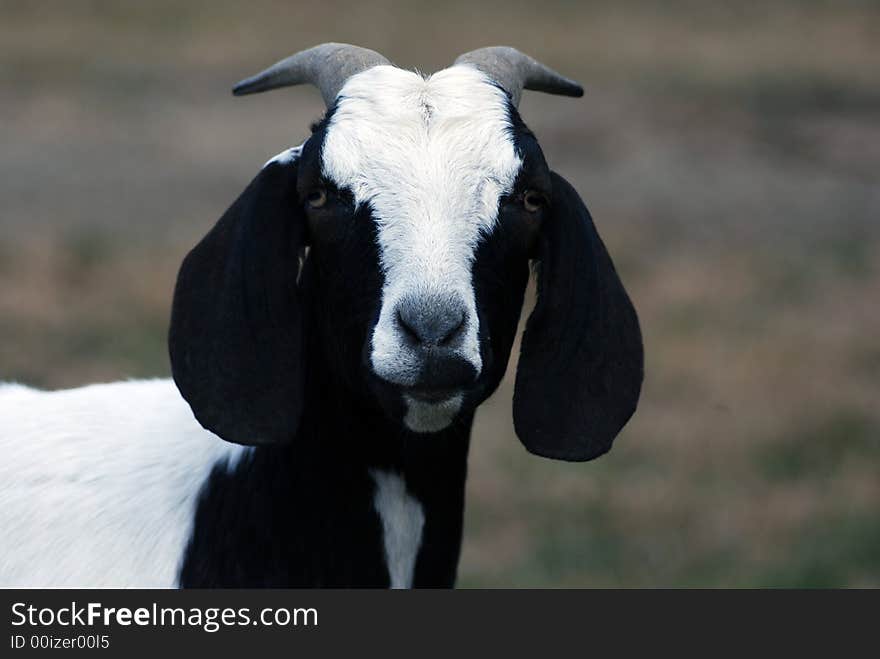 Dark brown and white Nubian goat looking at camera.