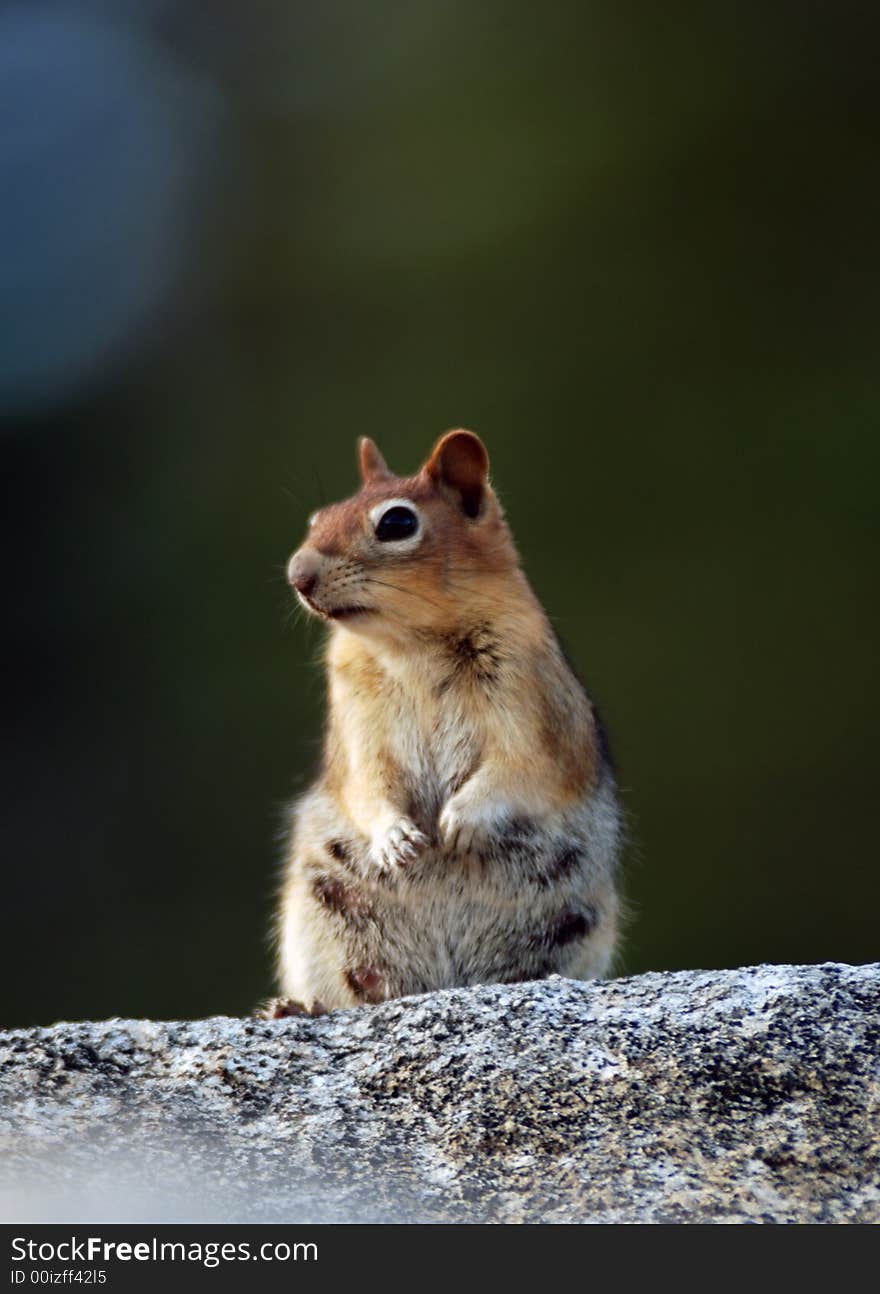 Mother squirrel sitting on granite rock with green background.