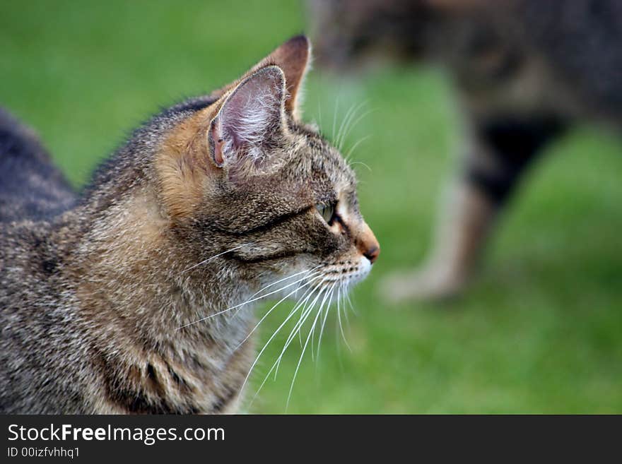 Home cat in the garden