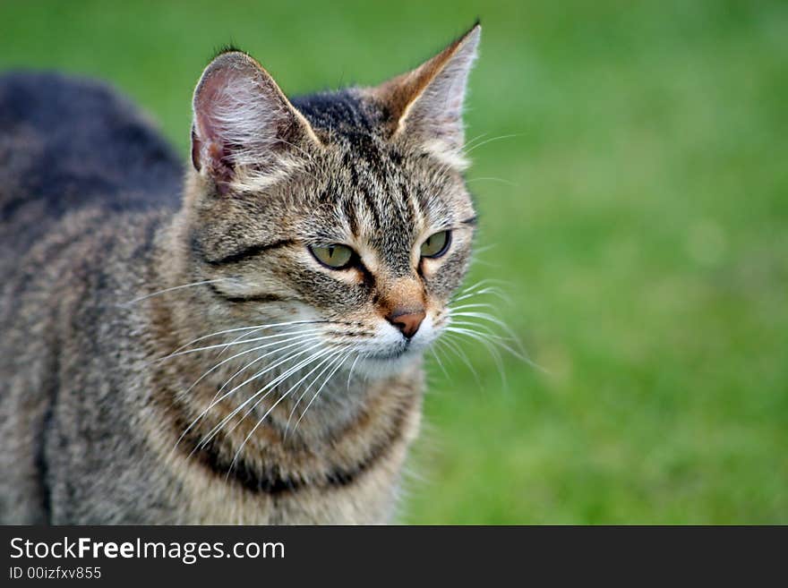 Home cat in the garden