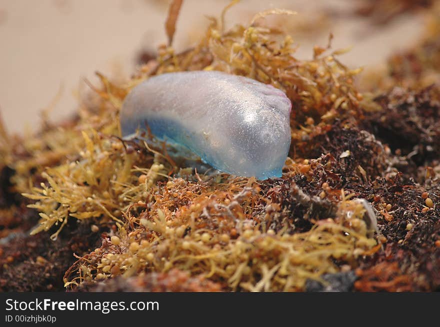 A jellyfish washed up on the beach at the Padre Island National Seashore in Texas.