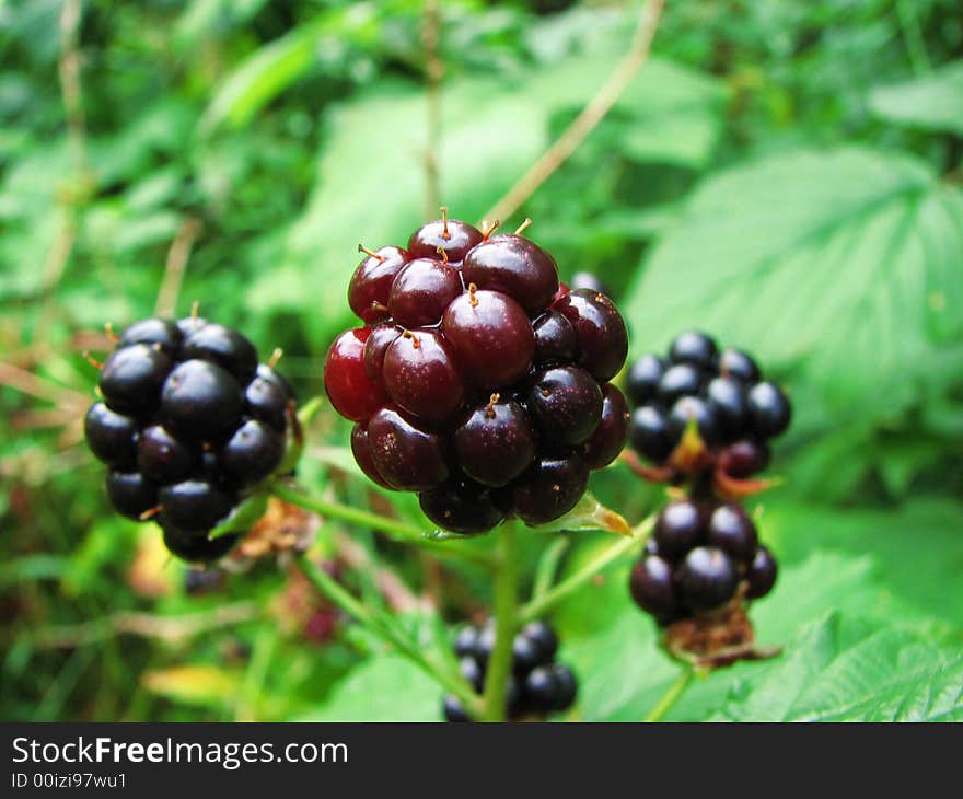 Blackerries in close up