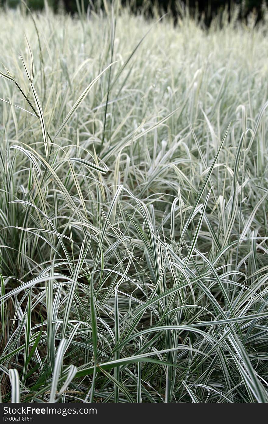 Beautiful green and white grass in the field. Beautiful green and white grass in the field.