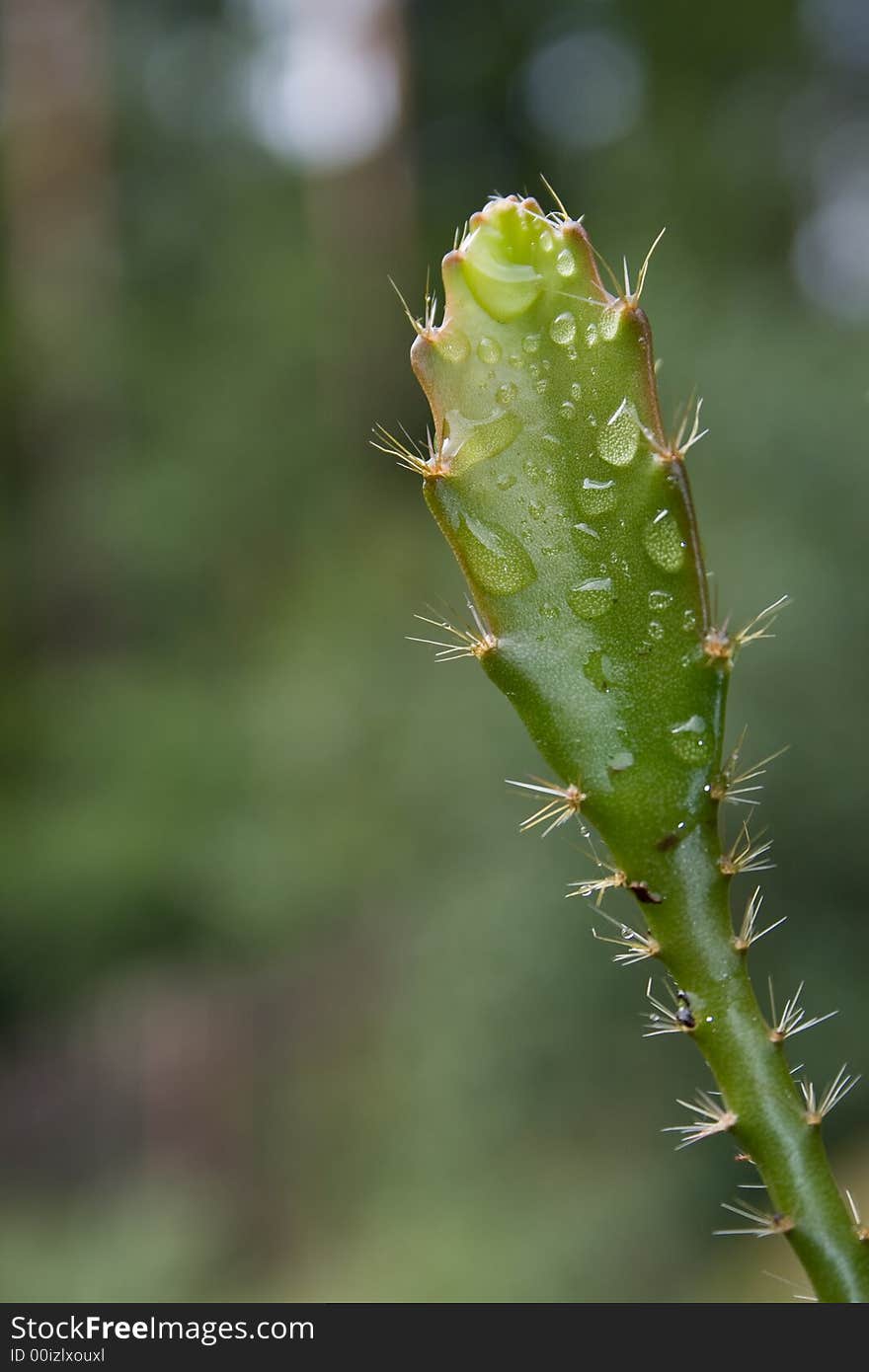 A Wet Cactus