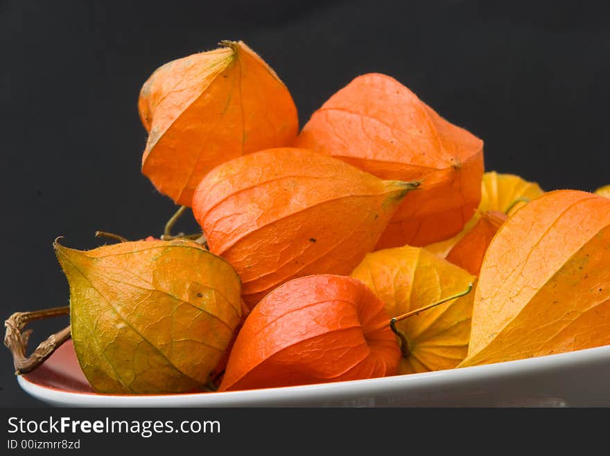 Dryly Physalis in the Autumn.