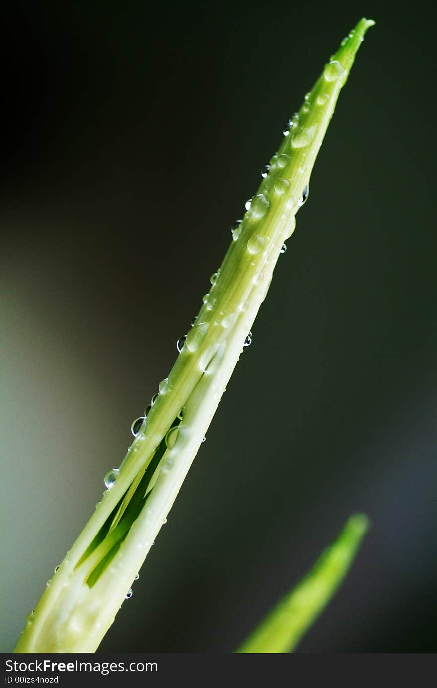 After raining too many drop. After raining too many drop