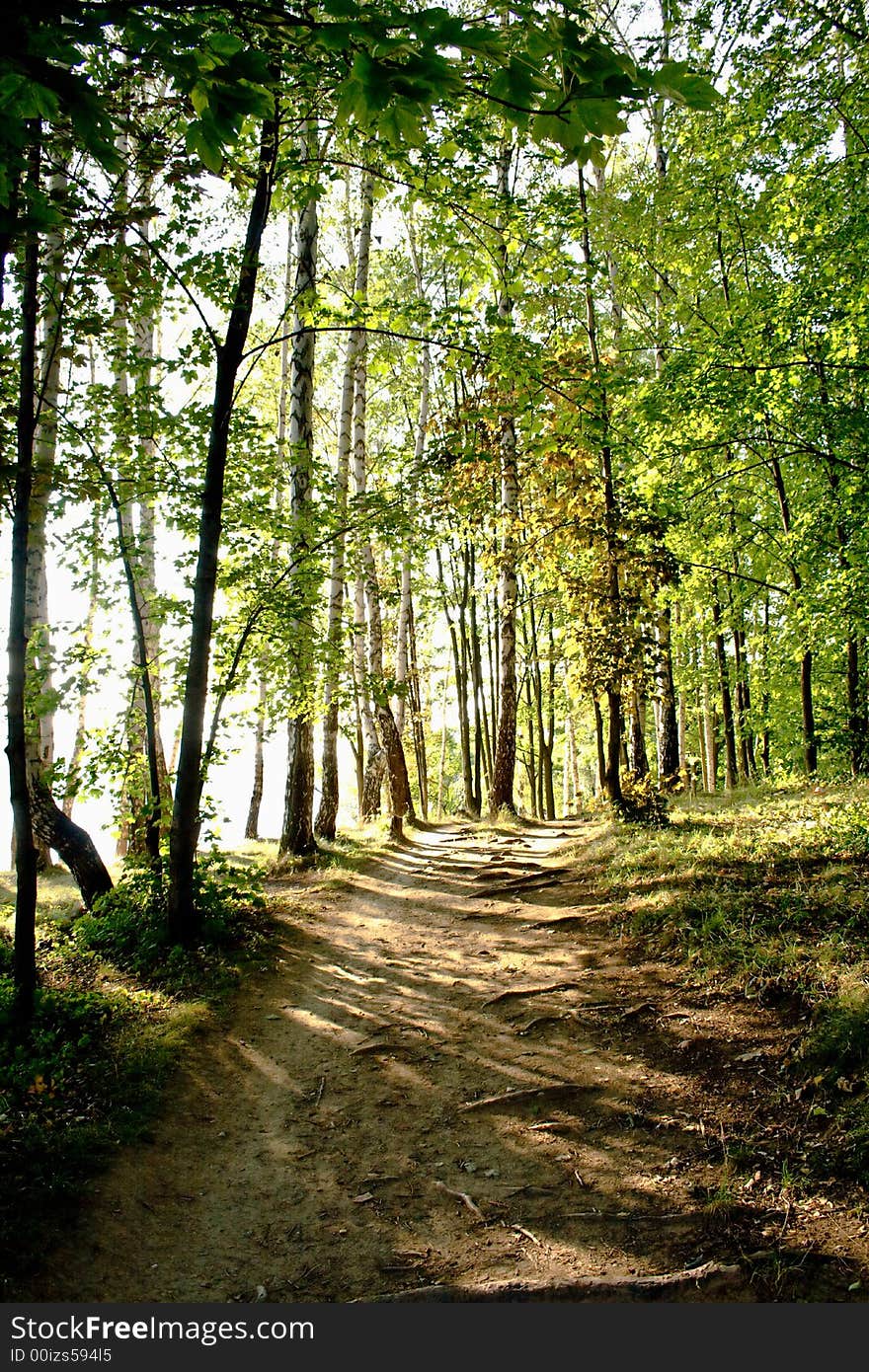 A romantic summer path through a green forest. A romantic summer path through a green forest