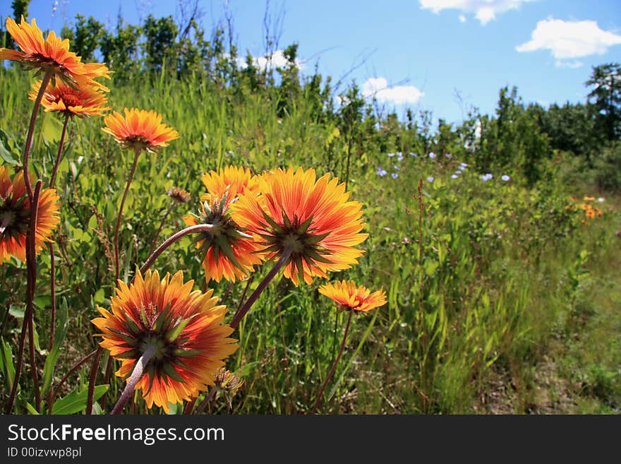 Field of wildflowers shot from behind petals. Field of wildflowers shot from behind petals