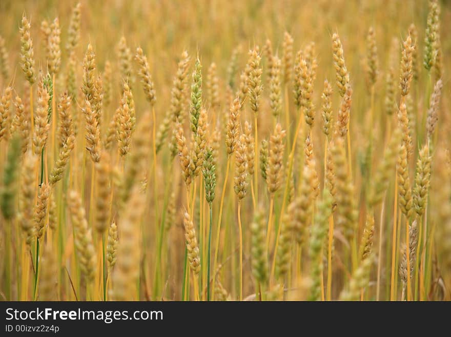 Golden Field