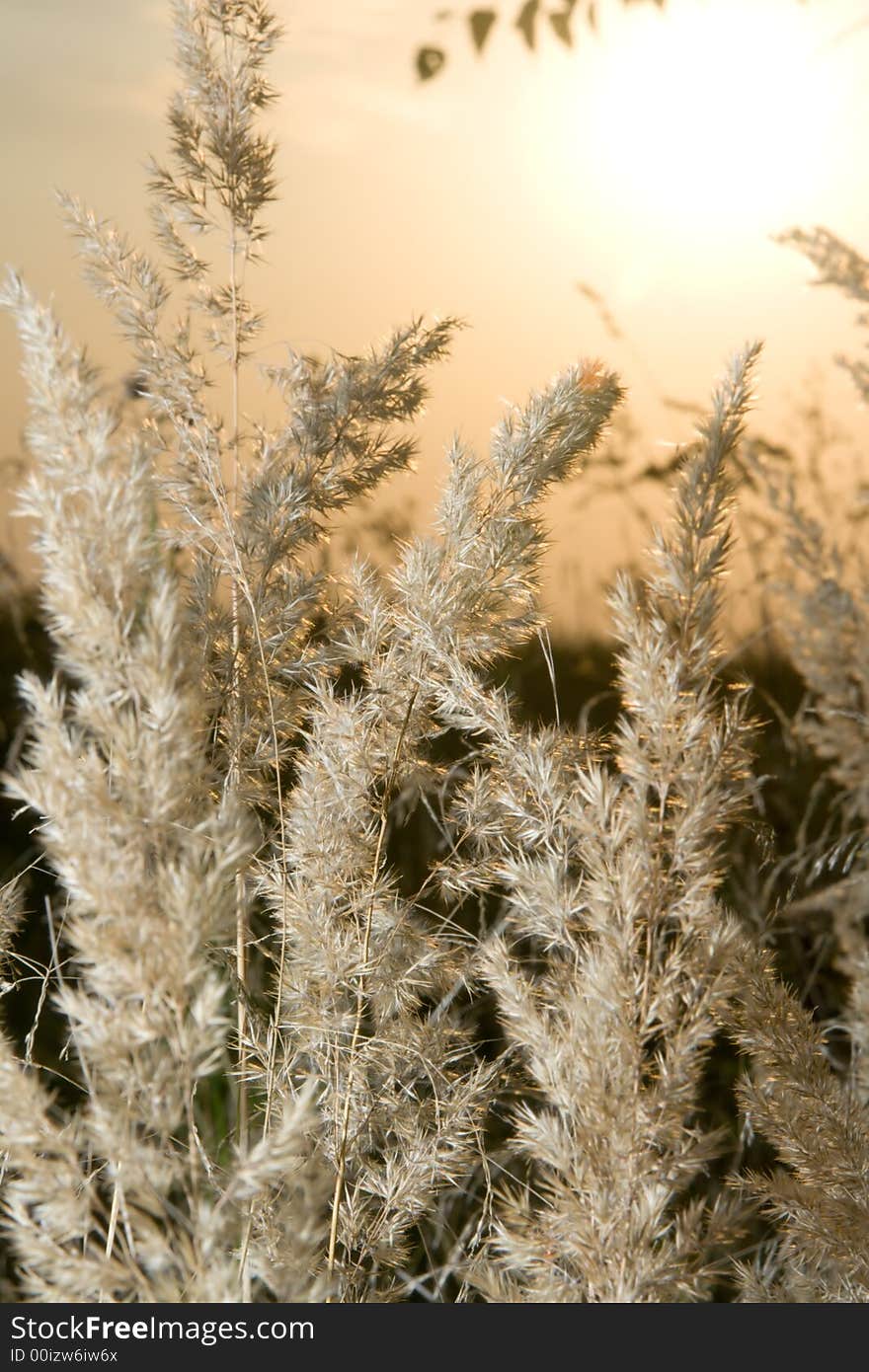 Calamagrostis arundinacea or reed grass at sunset