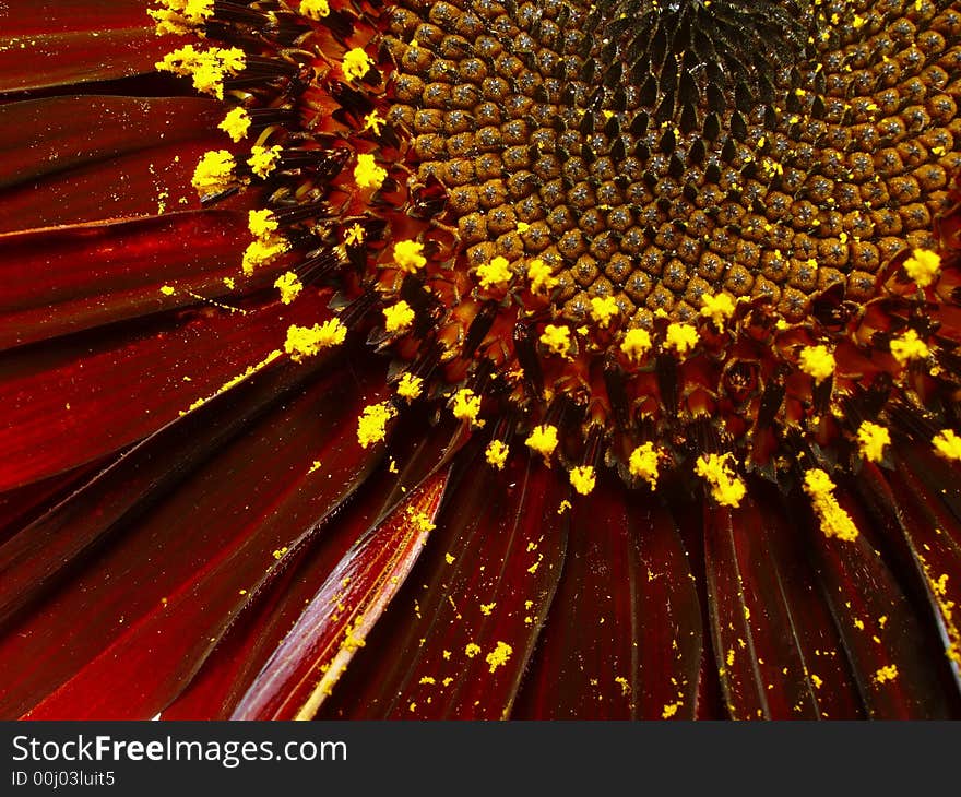 Ornamental sunflower - closeup of flower detail