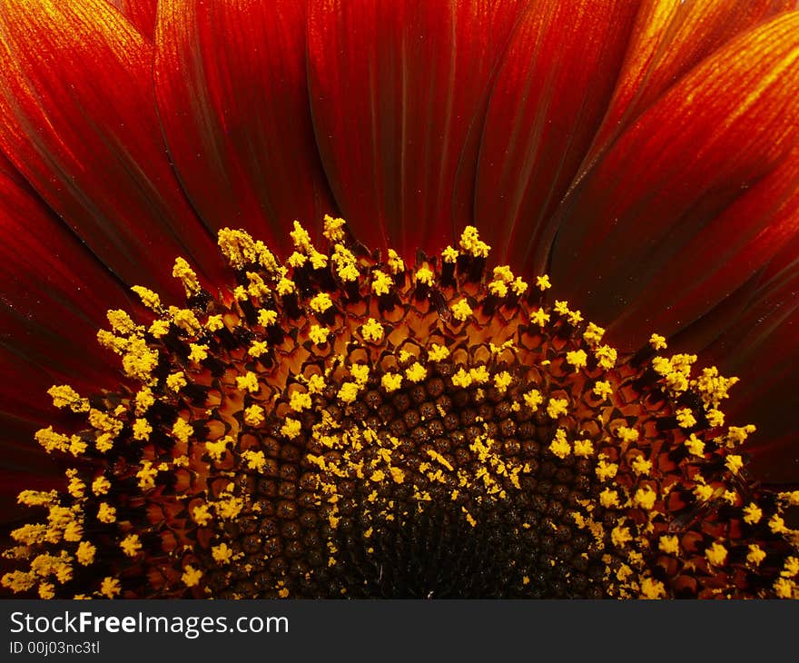 Ornamental sunflower - closeup of flower detail