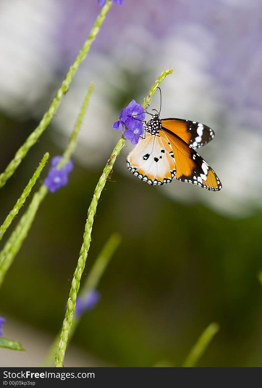 Plain tiger butterfly