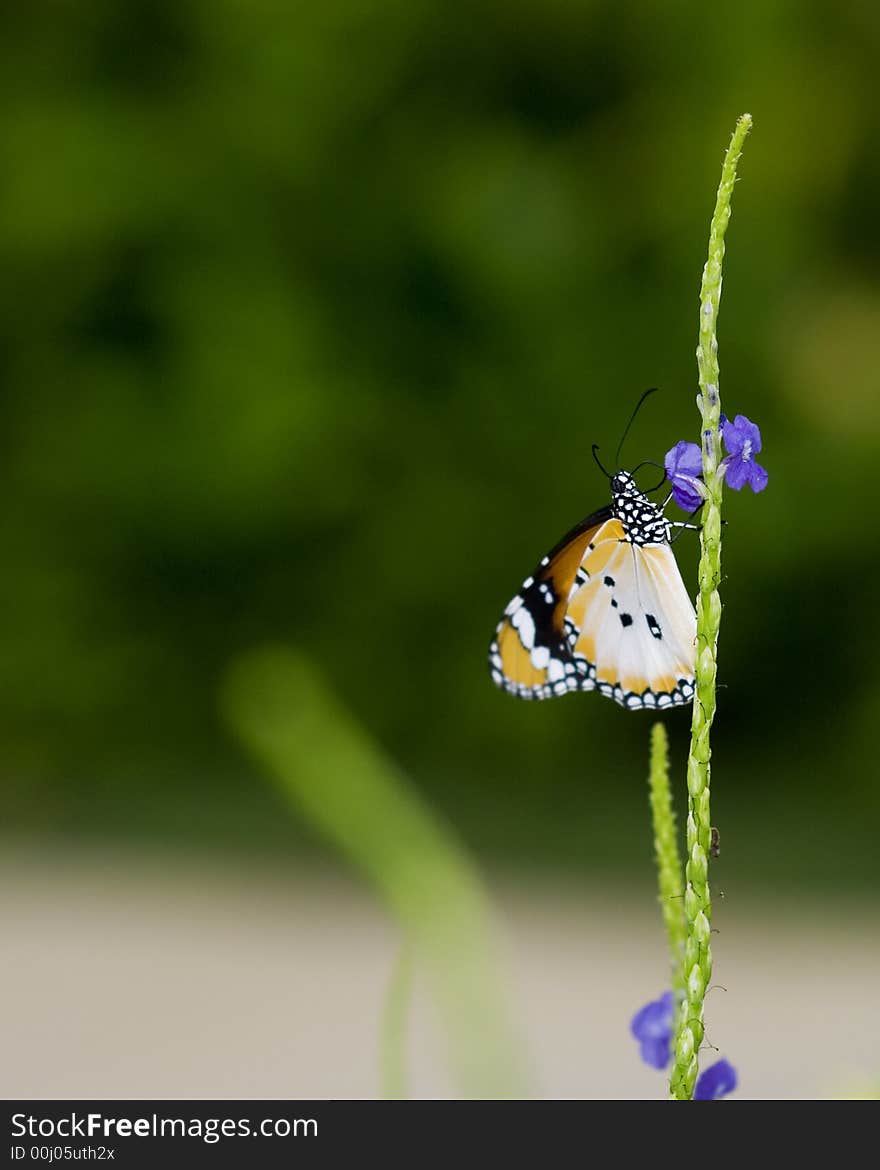 Plain Tiger Butterfly Feeding