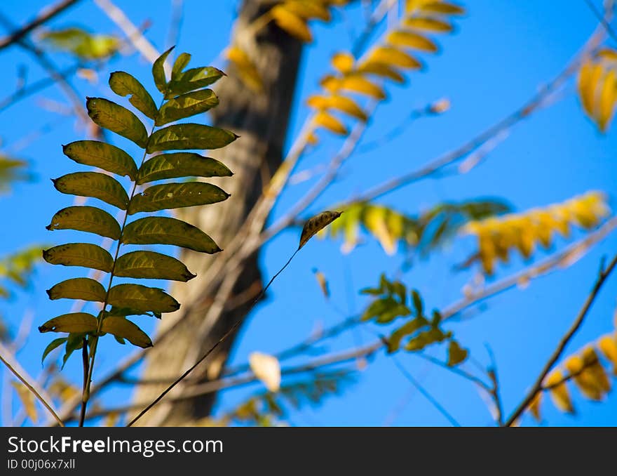 Photograph of the leaves on the tree. Photograph of the leaves on the tree