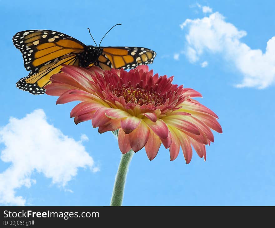 Monarch butterfly on a gerbera daisy. Monarch butterfly on a gerbera daisy