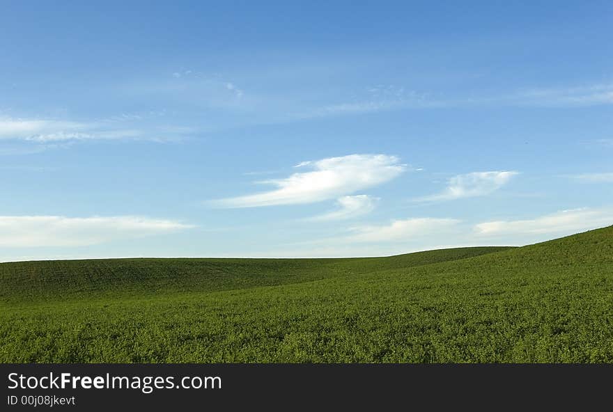 Summer Field