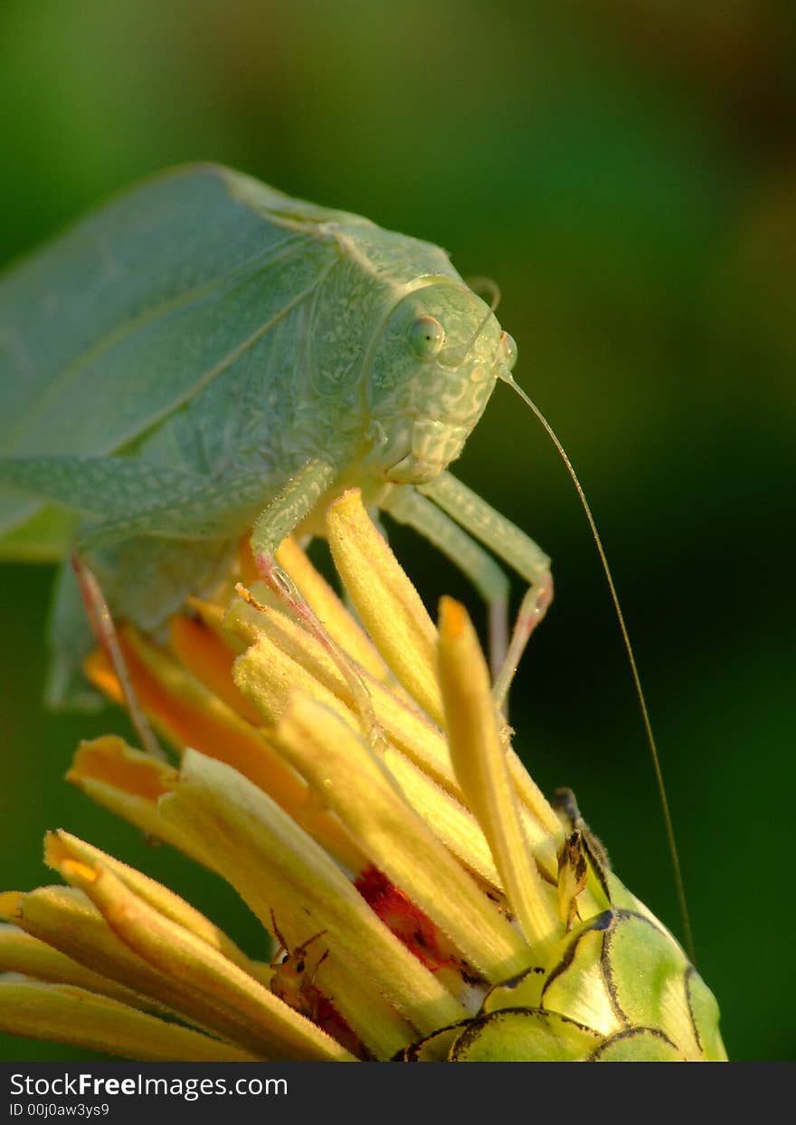 Katydid