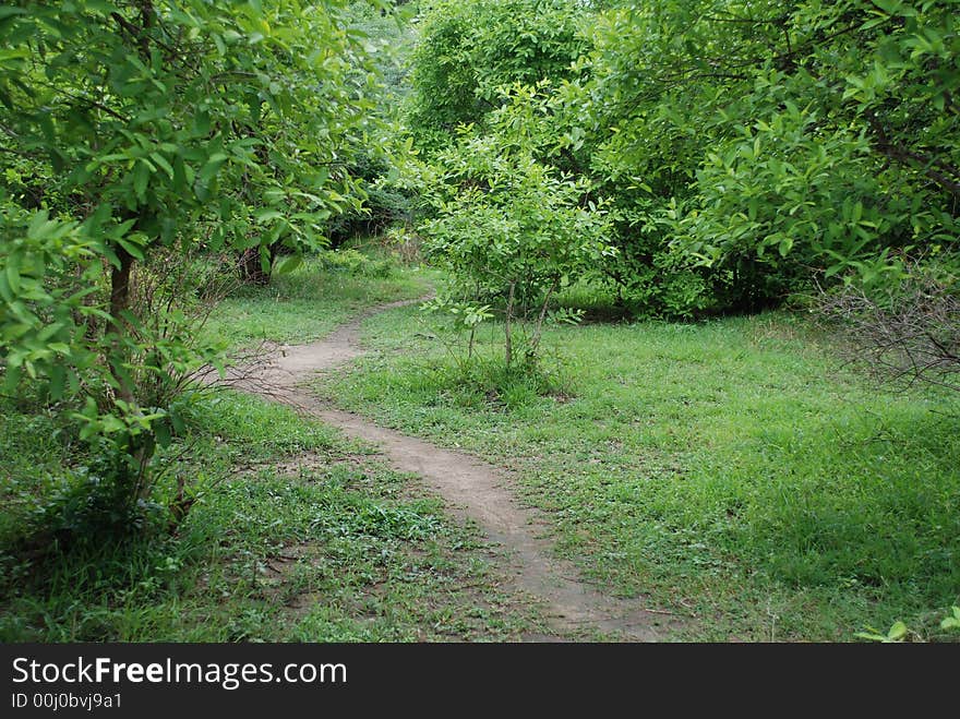 Forest Path