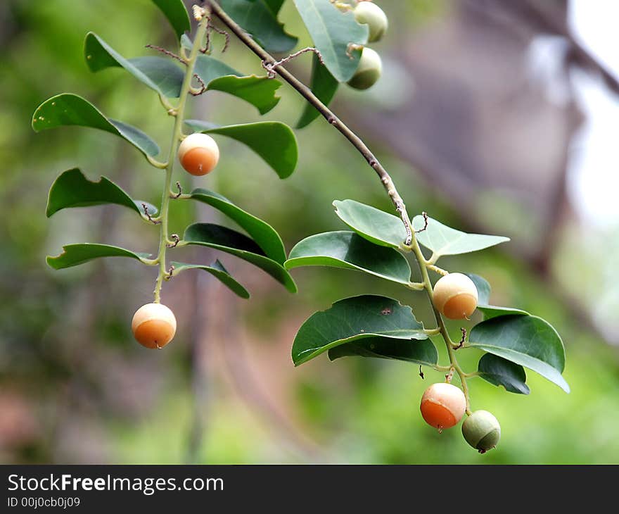 Cherries