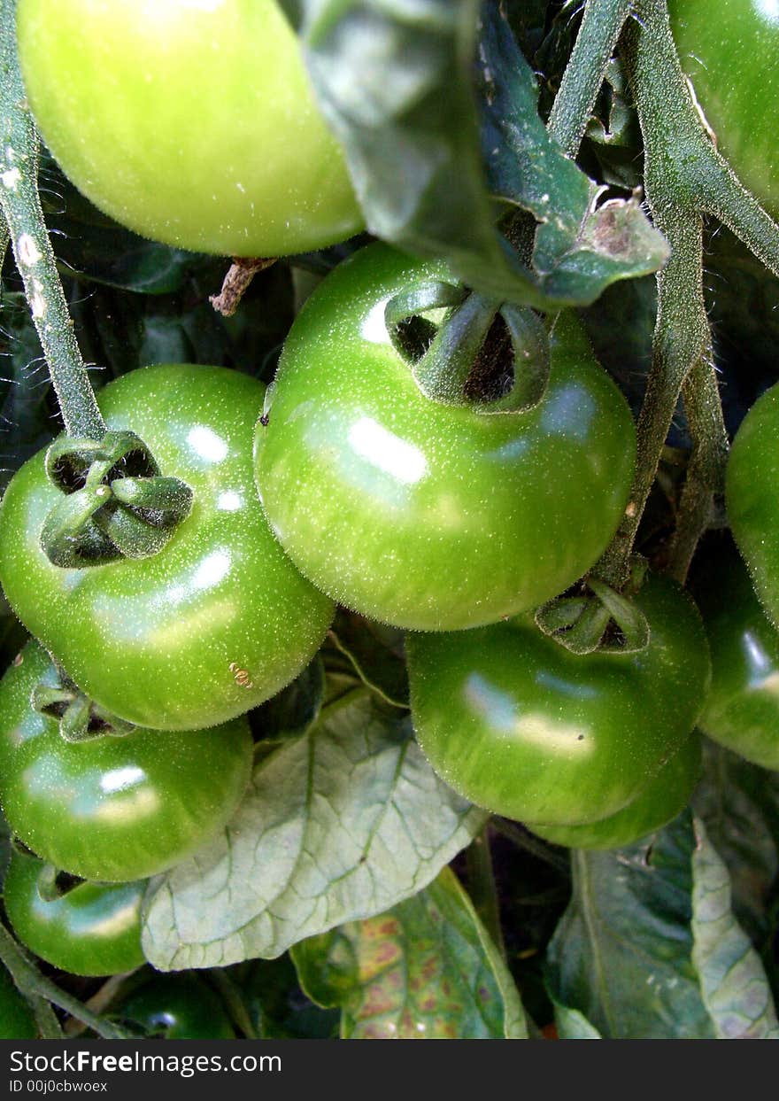 A tomato plant with some green unripe tomatoes. A tomato plant with some green unripe tomatoes.