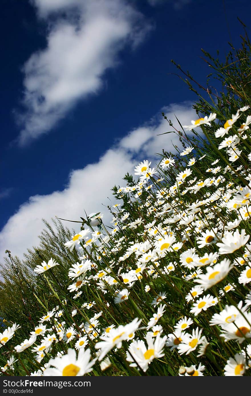 Green field with blue sky