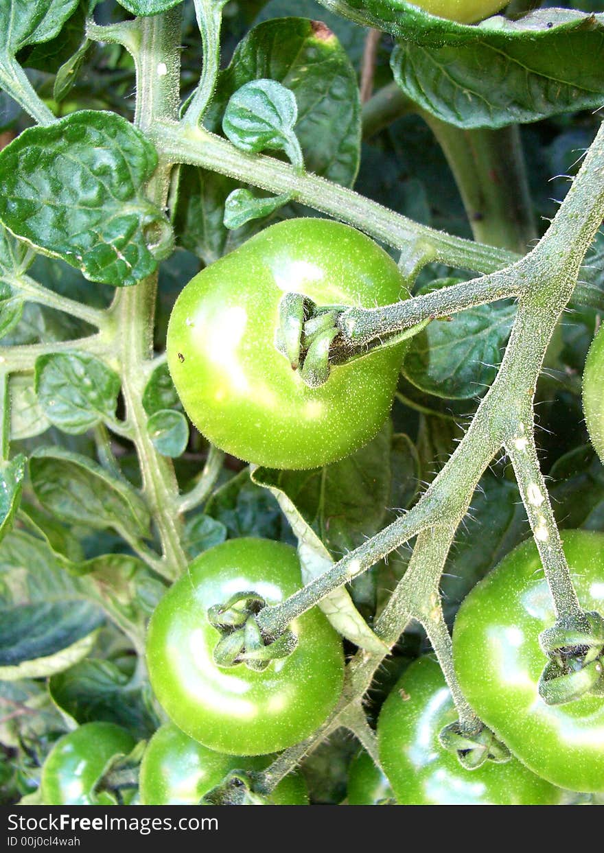 Green Tomatoes 3