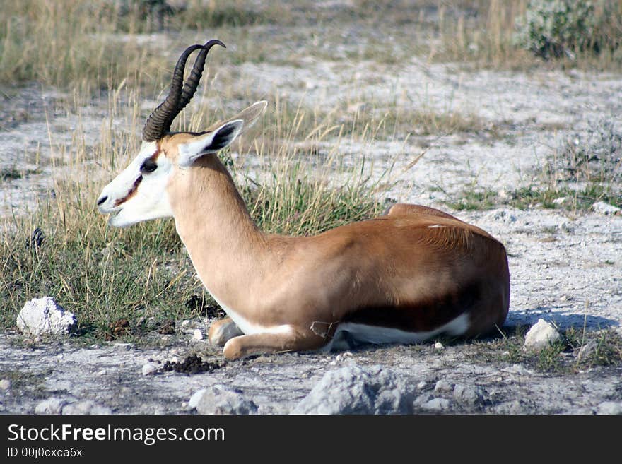 Impala, resting in sunshine