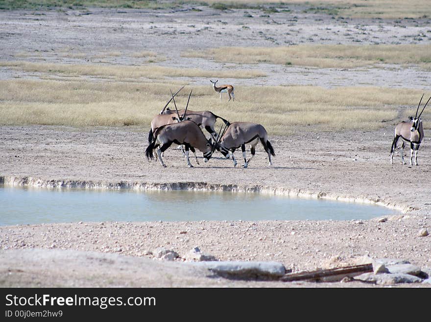 Gemsbok Fighting At Waterhole