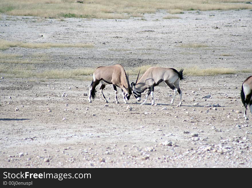 Gemsbok Fighting At Waterhole