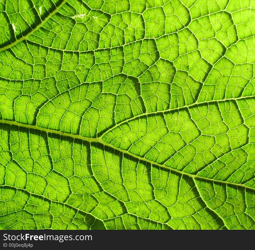 A close up photographic image the underside of a green leaf.