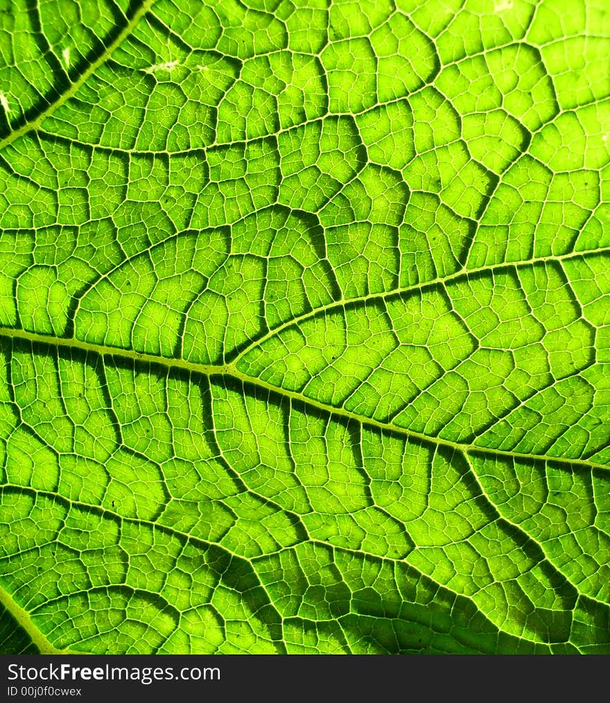 A close up photographic image the underside of a green leaf. A close up photographic image the underside of a green leaf.