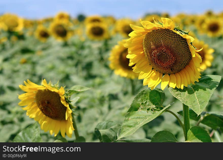 Sunflowers looking down in a field.