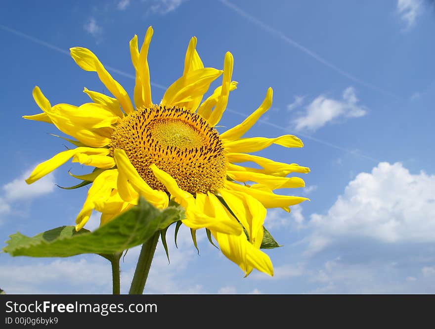 Sunflower