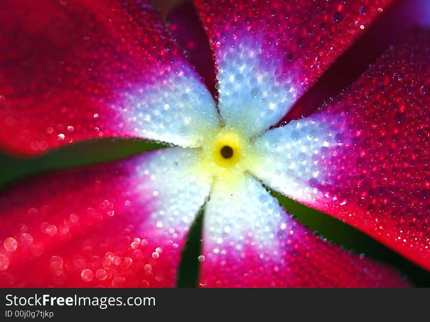 A lovely red and white flower is fresh with morning dew drops. A lovely red and white flower is fresh with morning dew drops.