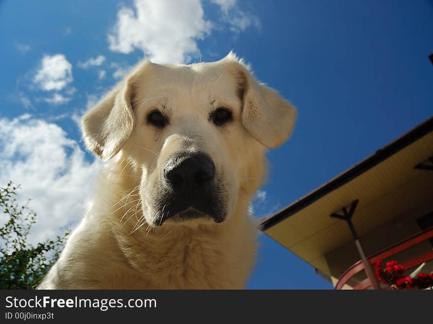 White astonished sheep-dog looking down at the camera, sky in background. White astonished sheep-dog looking down at the camera, sky in background