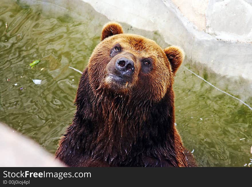 Brown bear in the zoo looking at camera