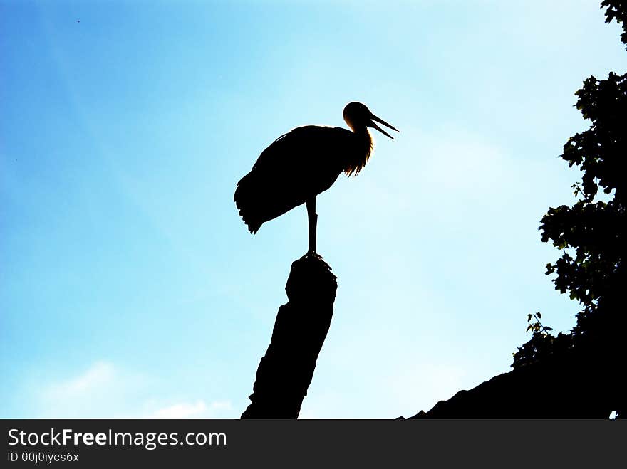 Stork wings bird freedom view  - black