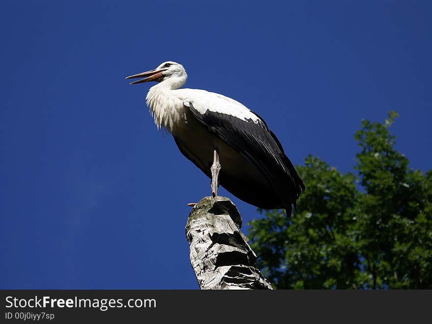 Stork wings bird freedom view