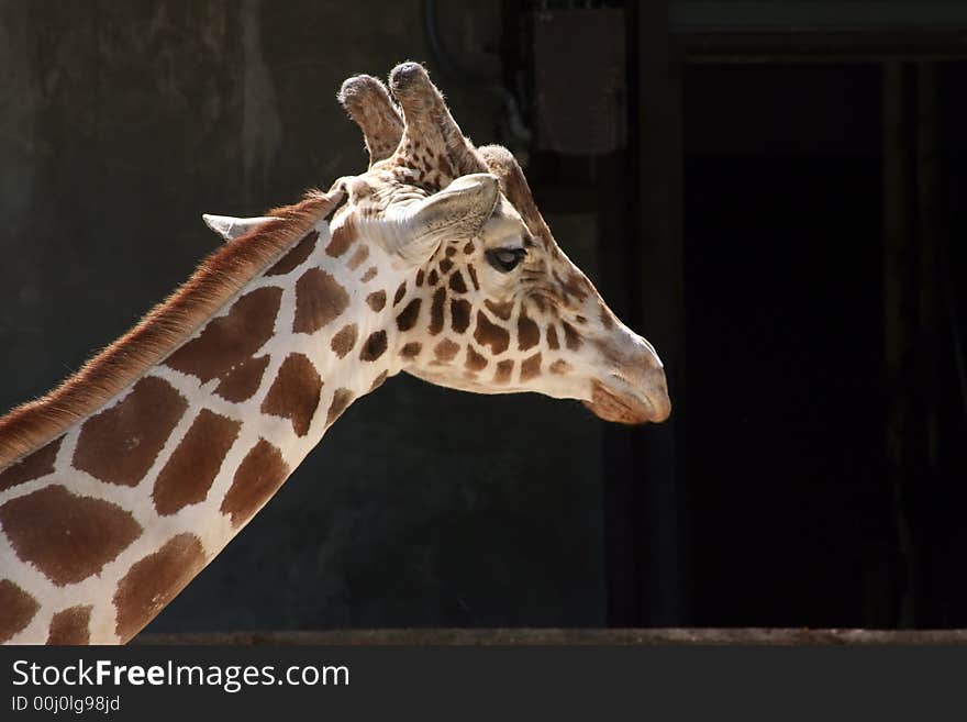 Head of giraffe from Memphis Zoo. Head of giraffe from Memphis Zoo