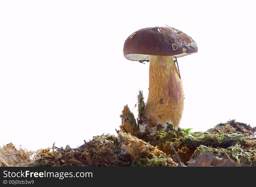 Mushroom on white