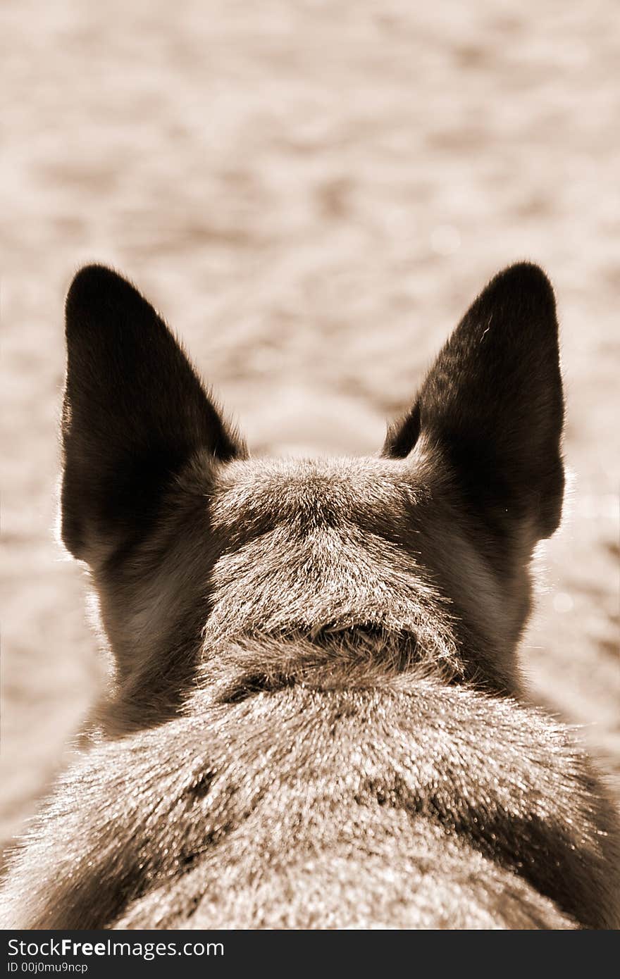 Ears of german shepherd lying on a sand(sepia toned). Ears of german shepherd lying on a sand(sepia toned)