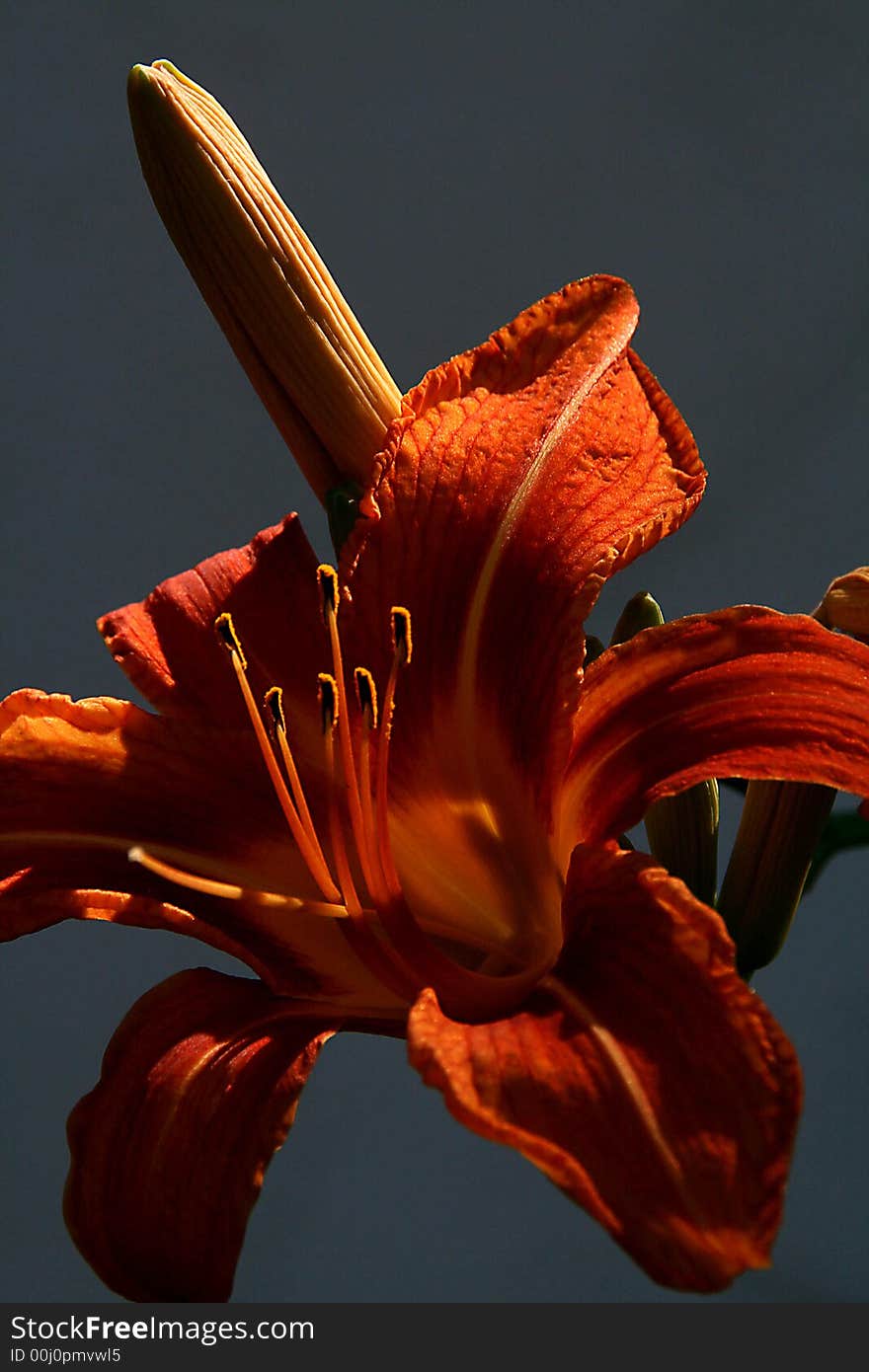 Close up of orange day lily