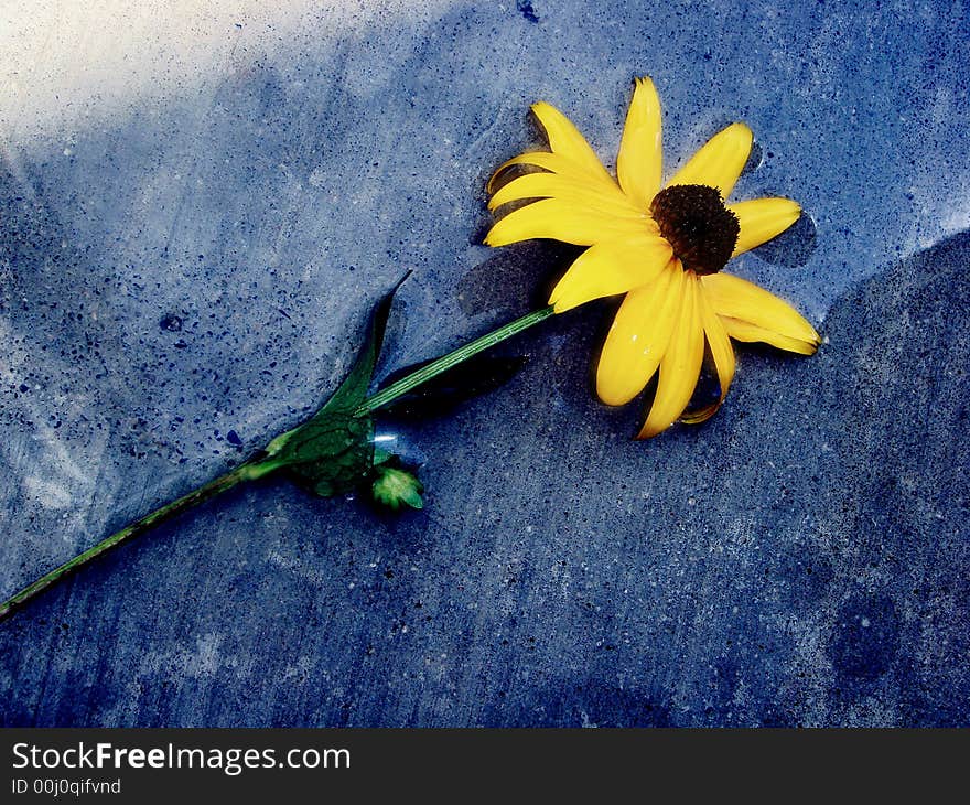 Black Eyed Susan on wet blue background. Black Eyed Susan on wet blue background.