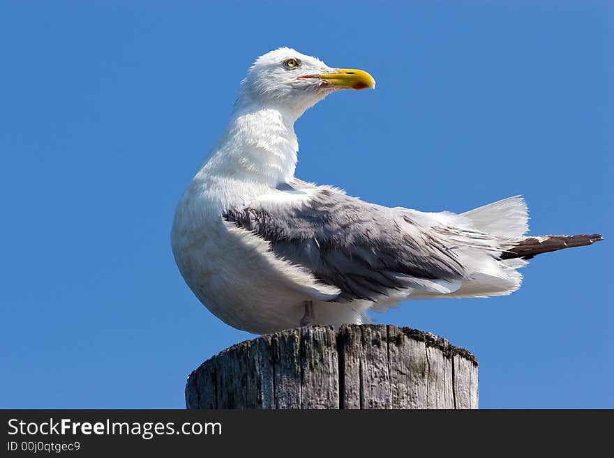 Seagull