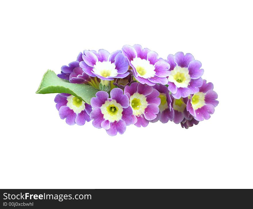 Primula